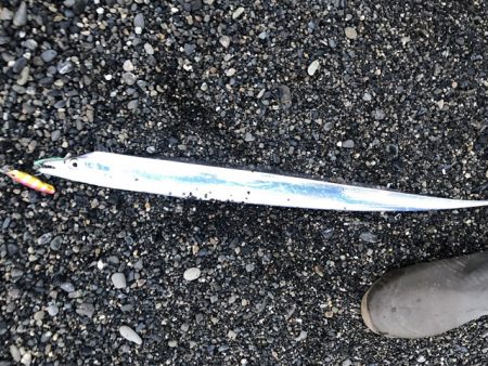 太刀魚みんな釣れてました